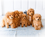Image preview for Ad Listing. Nickname: Litter of 6