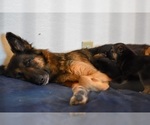 Small #16 German Shepherd Dog-Siberian Husky Mix