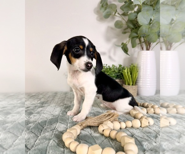 Medium Photo #6 Dachshund Puppy For Sale in GREENFIELD, IN, USA