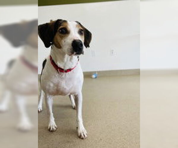 Medium Photo #3 Mutt Puppy For Sale in Oskaloosa, IA, USA