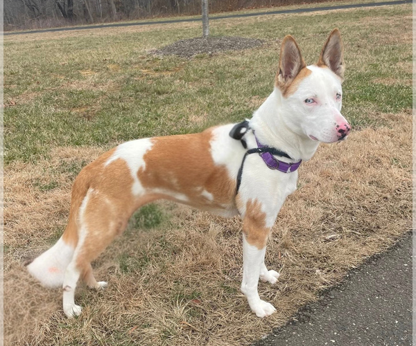 Medium Photo #13 Mutt Puppy For Sale in Chester, NJ, USA