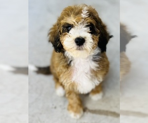 Maltipoo Puppy for sale in CASA GRANDE, AZ, USA