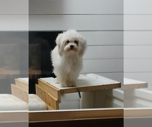 Mother of the Havanese puppies born on 12/01/2025