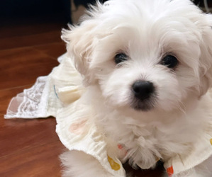 Maltese Puppy for sale in MAYWOOD, CA, USA