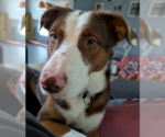 Small #1 Australian Shepherd Mix