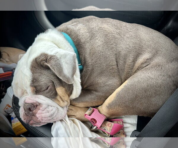 Medium Photo #4 Bulldog Puppy For Sale in Landenberg, PA, USA