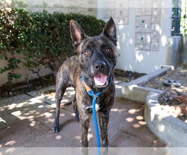 Medium Photo #2 Dutch Shepherd -Unknown Mix Puppy For Sale in Pasadena, CA, USA