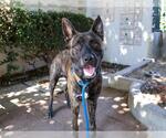 Small #1 Dutch Shepherd  Mix