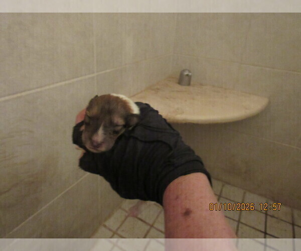 Medium Photo #11 Collie Puppy For Sale in HIGH POINT, NC, USA