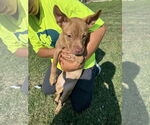 Small #1 American Pit Bull Terrier Mix