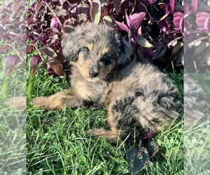 Aussiedoodle Puppy for sale in UPTON, KY, USA