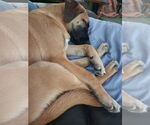 Small Photo #12 Black Mouth Cur-Unknown Mix Puppy For Sale in Brewster, NY, USA
