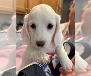 Dachshund Puppy for Sale in ASHLAND, Nebraska USA