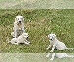 Small Photo #8 Great Pyrenees Puppy For Sale in AGRA, OK, USA