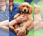 Small Golden Retriever
