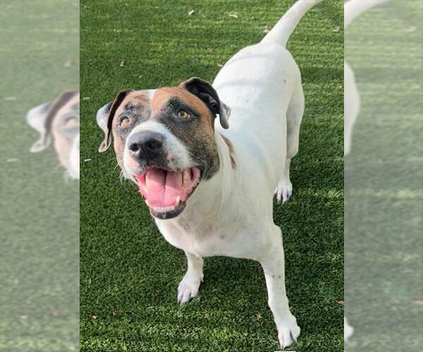Medium Photo #2 American Pit Bull Terrier-English Foxhound Mix Puppy For Sale in Baytown, TX, USA