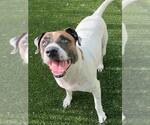 Small #1 American Pit Bull Terrier-English Foxhound Mix
