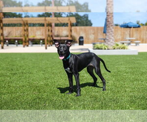 Dani - Female Mutt Dog for Adoption - Photo #2