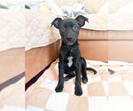 Small #2 German Shepherd Dog Mix