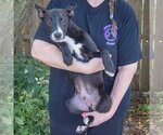 Small #4 Mutt
