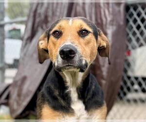 German Shepherd Dog Dogs for adoption in Tulsa, OK, USA
