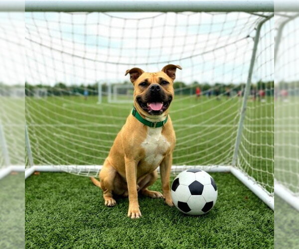 Medium Photo #4 Staffordshire Bull Terrier-Unknown Mix Puppy For Sale in Long Beach, CA, USA