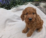 Small Photo #48 Irish Doodle Puppy For Sale in GOSHEN, IN, USA