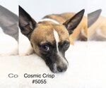 Small Photo #4 Rat Terrier-Unknown Mix Puppy For Sale in Studio City, CA, USA