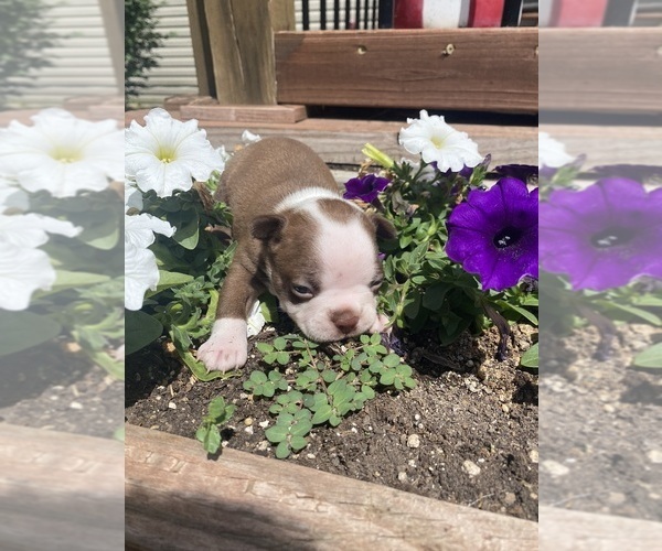 Medium Photo #5 Boston Terrier Puppy For Sale in FREDONIA, KS, USA