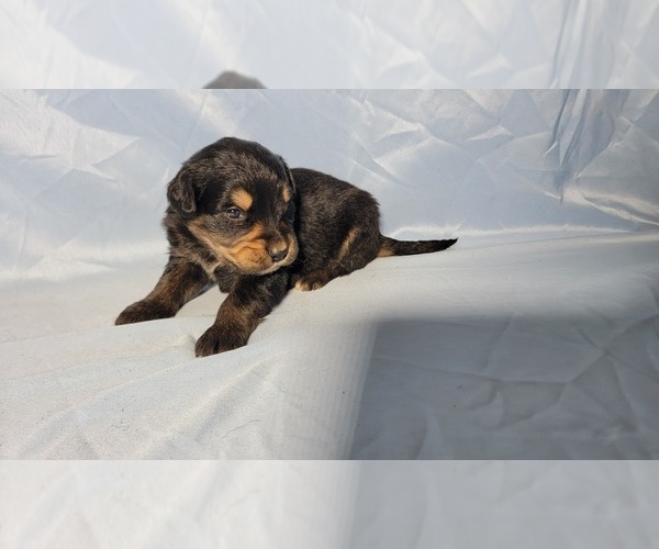 Medium Photo #10 Golden Mountain Dog Puppy For Sale in BLACK FOREST, CO, USA