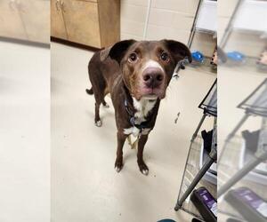 Australian Shepherd-Rottweiler Mix Dogs for adoption in Center Township, PA, USA
