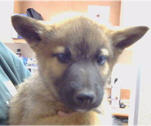 Medium Photo #1 Mutt Puppy For Sale in Sacramento, CA, USA