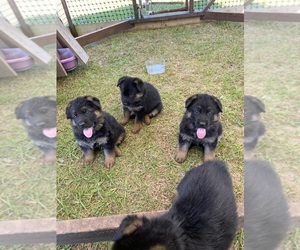 German Shepherd Dog Puppy for sale in BROOKSVILLE, FL, USA