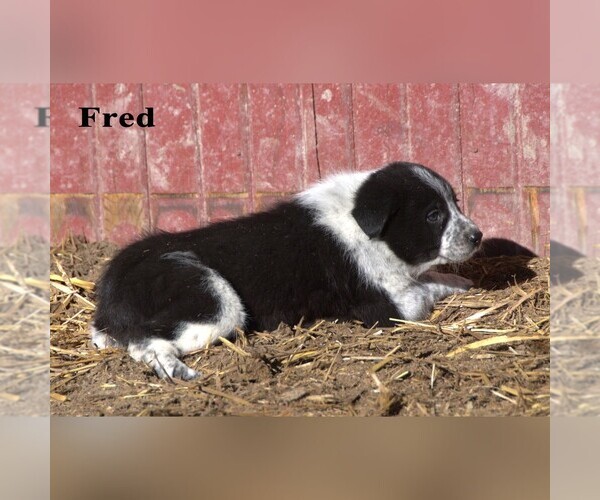 Medium Photo #12 Australian Cattle Dog-Border Collie Mix Puppy For Sale in CLARE, MI, USA