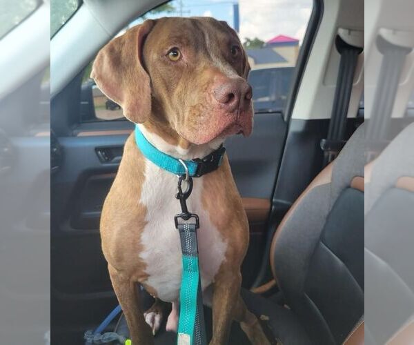 Medium Photo #2 Mutt Puppy For Sale in OKLAHOMA CITY, OK, USA