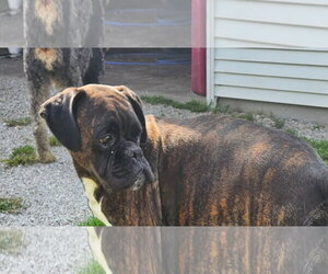 Boxer Dogs for adoption in Woodbury, MN, USA