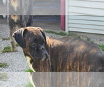 Small Boxer