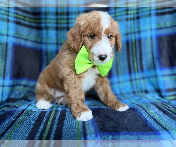 Medium Photo #8 Cavapoo Puppy For Sale in LAKELAND, FL, USA