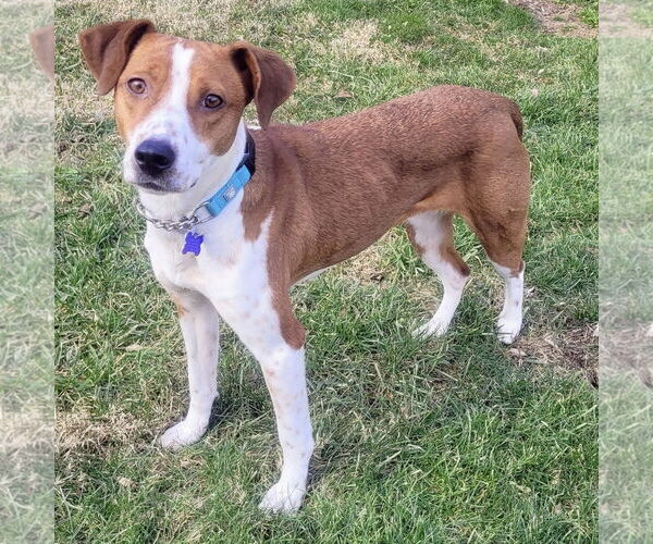 Medium Photo #3 Beagle-Unknown Mix Puppy For Sale in Batavia, OH, USA