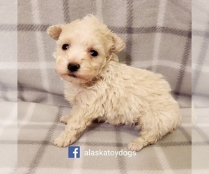 Poodle (Toy) Puppy for sale in MOUNTAIN HOME, AR, USA