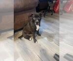Small #4 American Staffordshire Terrier-Labrador Retriever Mix
