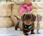 Small Photo #2 Dachshund Puppy For Sale in ZEBULON, NC, USA
