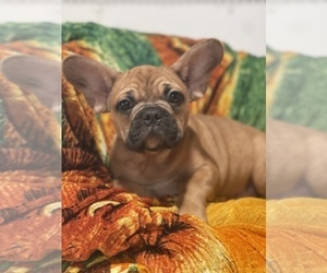 French Bulldog Puppy for sale in BOSTON, MA, USA