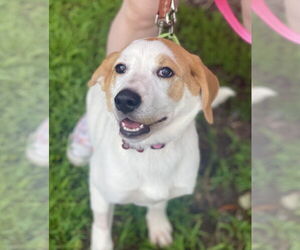 Anatolian Shepherd-Great Pyrenees Mix Dogs for adoption in Mount Laurel, NJ, USA