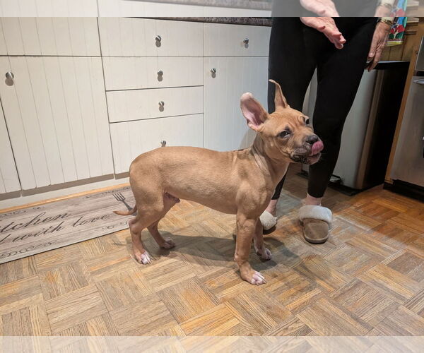Medium Photo #4 American Bulldog-Unknown Mix Puppy For Sale in Oro Medonte, Ontario, Canada