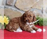 Small Photo #5 Miniature Labradoodle Puppy For Sale in MILL HALL, PA, USA