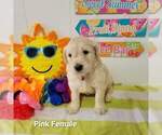 Small Photo #6 Goldendoodle Puppy For Sale in ALTUS, OK, USA