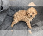 Puppy Casey Maltipoo-Poodle (Toy) Mix