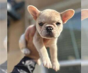 French Bulldog Puppy for sale in DEAL, NJ, USA