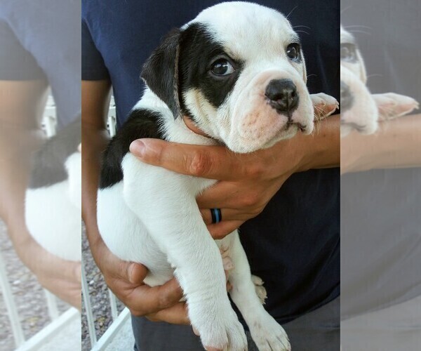Medium Photo #13 Olde English Bulldogge Puppy For Sale in NORTH LAS VEGAS, NV, USA